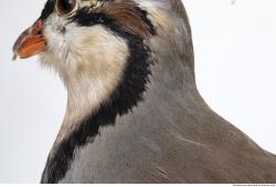 Photo Textures of Animal Skin